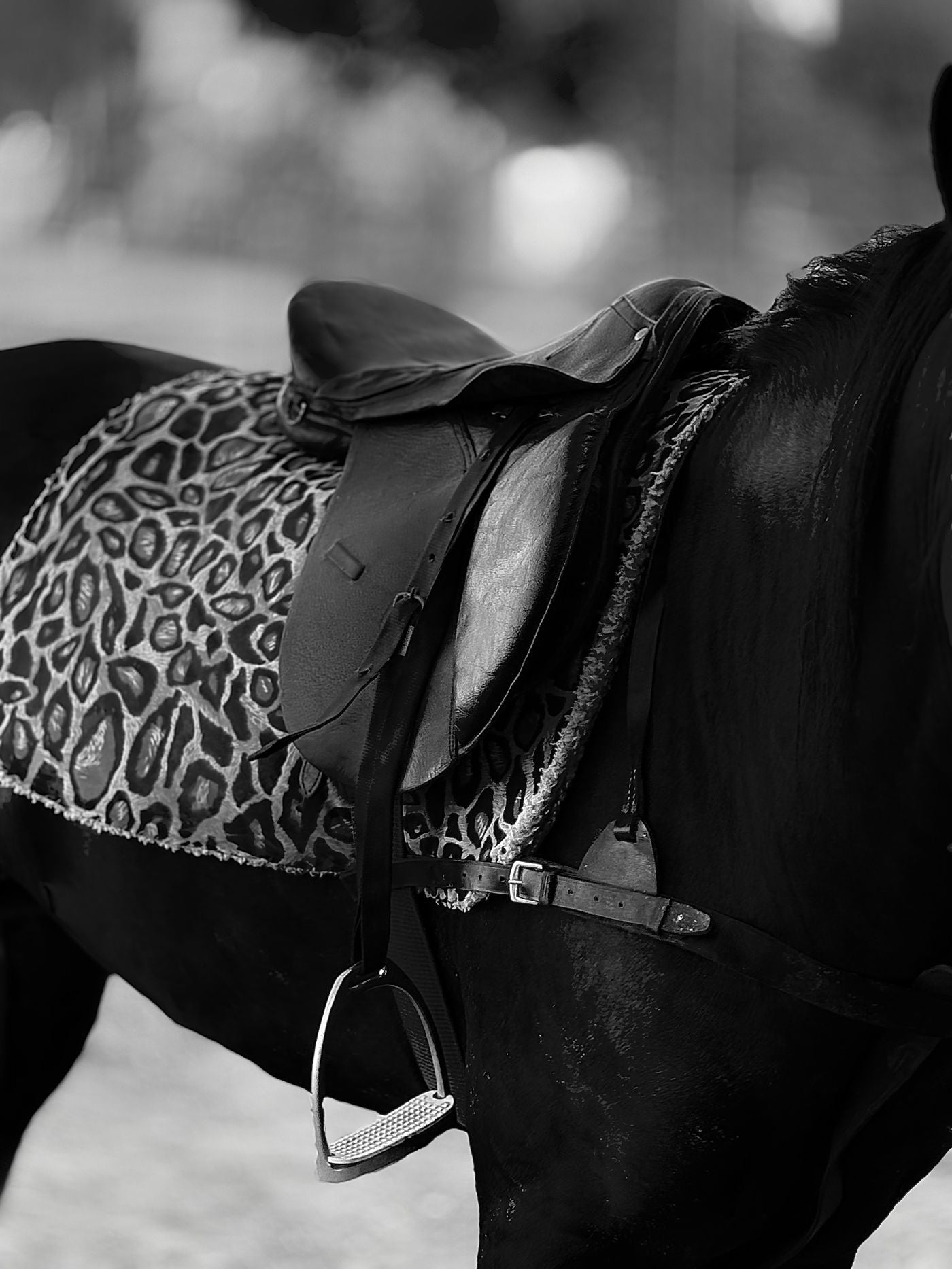 Roughout Suede-Seat Training and Show Saddle