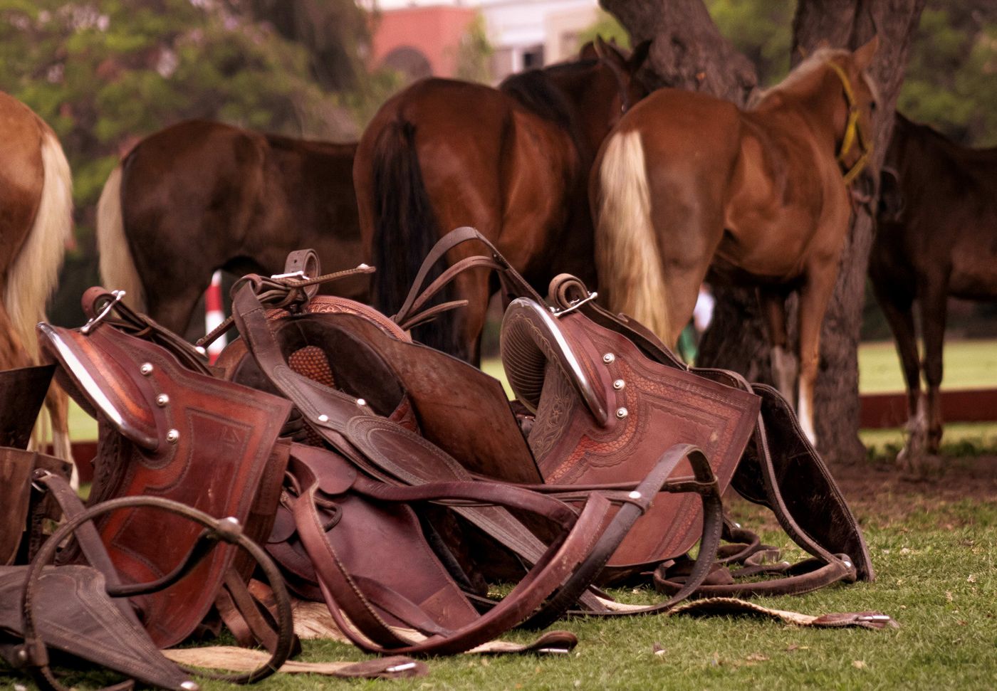 Big Horn Leather Trail Saddle