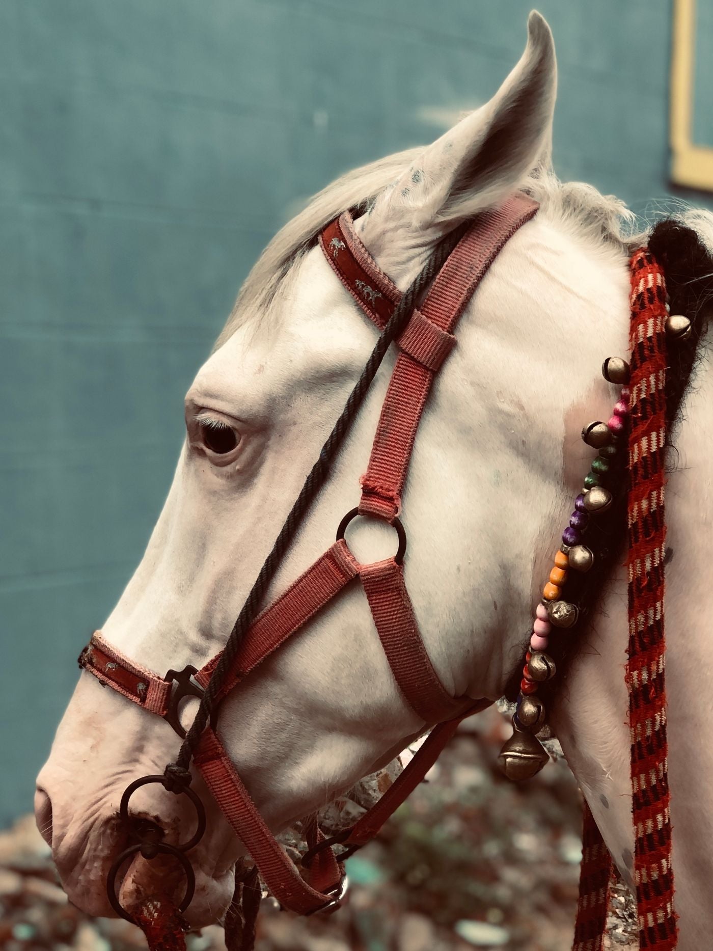 Big Horn Cotton-Blend Cinch