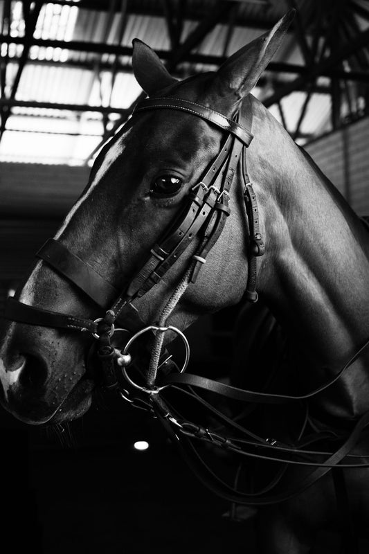 Martin Saddlery Breast Collar