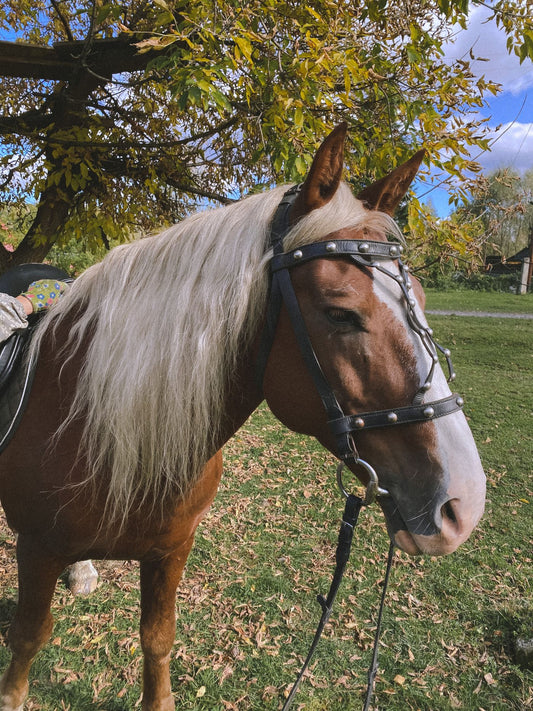 Tucker Trail Breast Collar