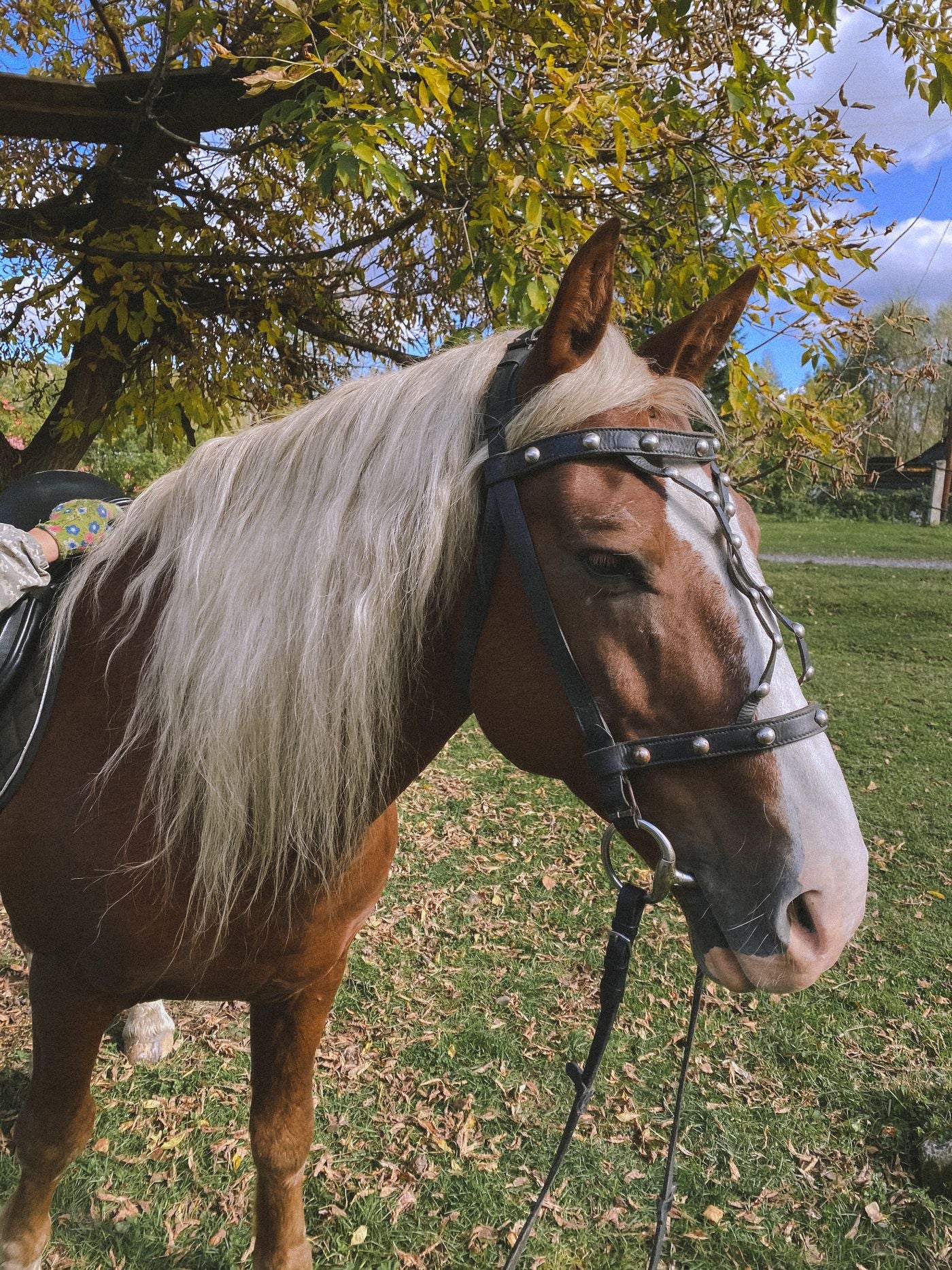 Martin Saddlery Roughout Headstall